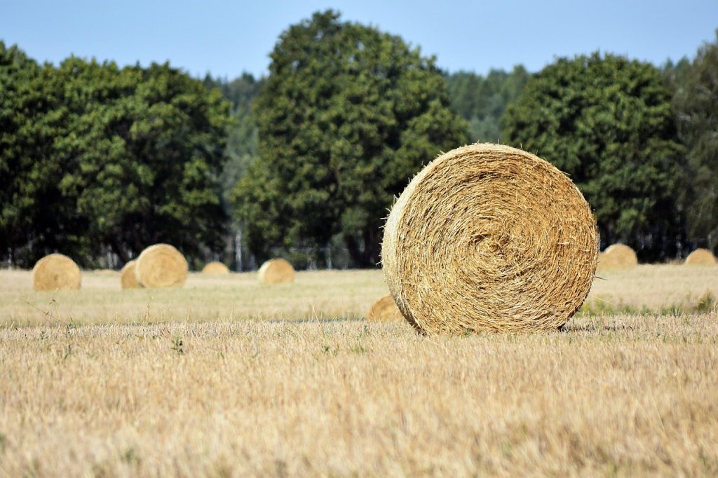 straw bales, straw, round sheaf, nature, agriculture, rural landscape, season, field